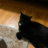 Detective Comics #664 Bane! Newsstand Variant VFNM